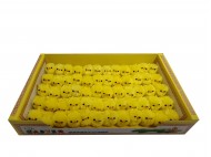 WIE1043 Easter chickens